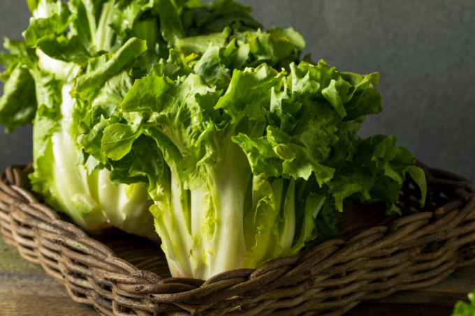 L’indivia scarola verde in regalo con i nostri settimanali