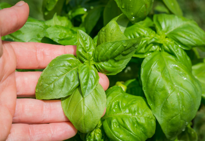 Le sementi di basilico in regalo con i nostri settimanali