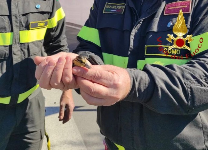 Salvato dal tombino, l’anatroccolo “corre” dalla mamma