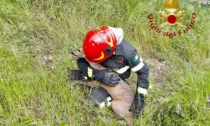 Cucciolo di capriolo rimane incastrato nella rete: i Vigili del fuoco lo salvano tra gli applausi della gente
