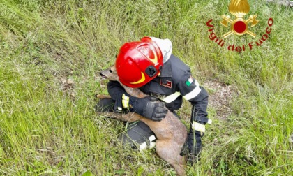 Cucciolo di capriolo rimane incastrato nella rete: i Vigili del fuoco lo salvano tra gli applausi della gente