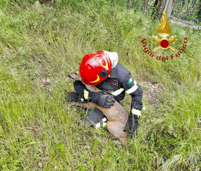 Cucciolo di capriolo rimane incastrato nella rete: i Vigili del fuoco lo salvano tra gli applausi della gente