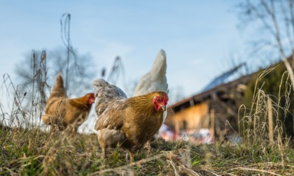 Anziana ricoverata in ospedale, il paese si mobilita per curare le sue galline