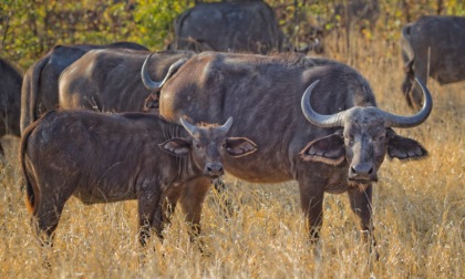 Allevamenti bufale, ombre sull'uccisione dei cuccioli maschi