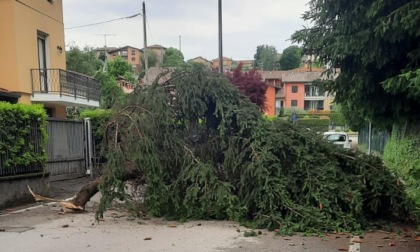 Tragedia scampata ad Anzano del Parco: cade un grosso ramo in via Galgina