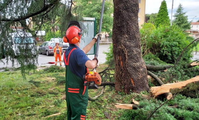 Fulmine colpisce un cedro alto 15 metri, interviene la Protezione civile