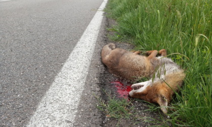 Animali a rischio negli spazi urbani: trovata morta una volpe