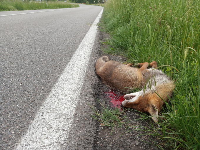 Animali a rischio negli spazi urbani: trovata morta una volpe