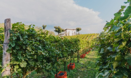Olgiate Cult racconta vigne e vini del Lago di Como