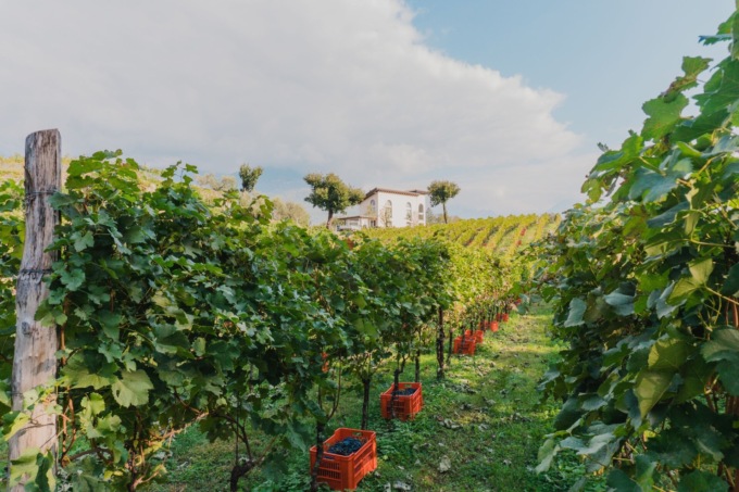 Olgiate Cult racconta vigne e vini del Lago di Como