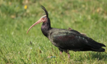 Bentornato ibis: due esemplari della specie rarissima e già estinta, in sosta a Erba