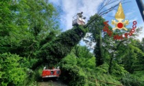 Grosso albero cade su un cavo elettrico: intervengono in Vigili del fuoco