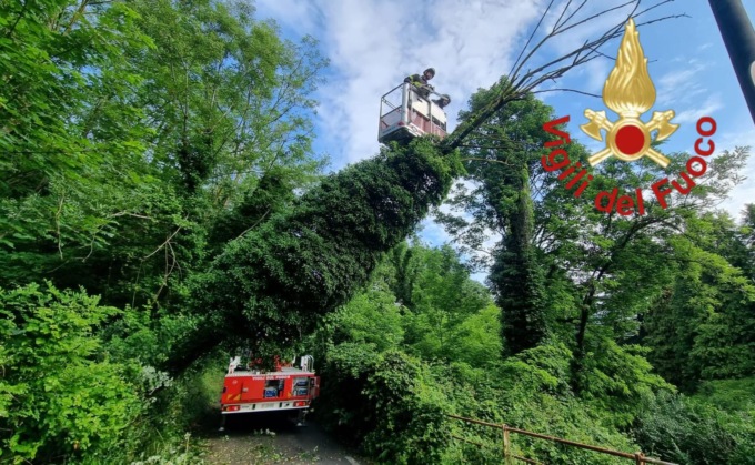 Grosso albero cade su un cavo elettrico: intervengono in Vigili del fuoco
