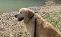 Birillo è stato trovato senza vita: il cane era scomparso la scorsa settimana da Cantù