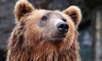 Incontro ravvicinato con un orso: spavento per una famiglia