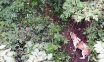 Cane cade per 15 metri: salvato dai Vigili del fuoco