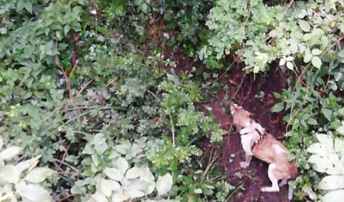Cane cade per 15 metri: salvato dai Vigili del fuoco