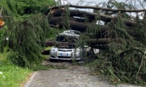 Macchina distrutta da un albero: conducente incredibilmente illeso