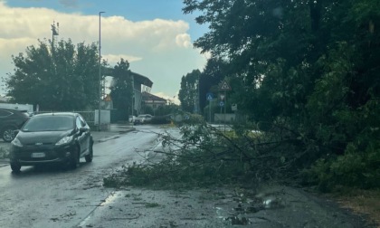 Maltempo nel Comasco: alberi caduti a Cabiate e Cadorago