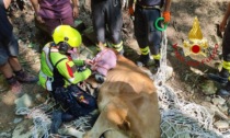 Bovino cade in una valle: recuperato dai Vigili del fuoco