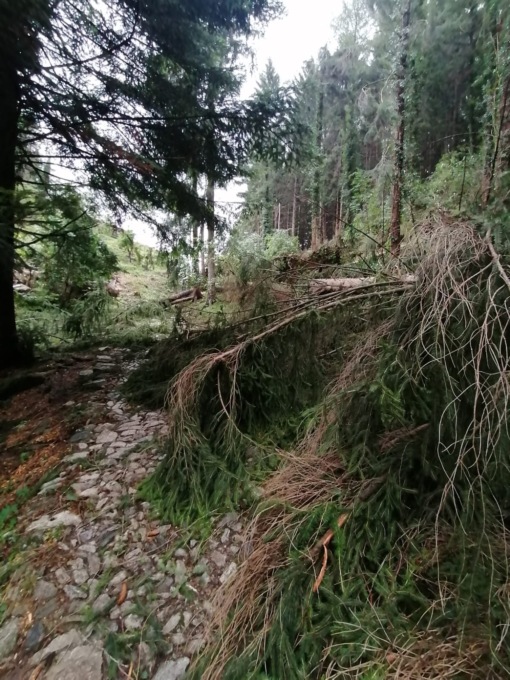Maltempo, 30 piante cadute a Canzo: strada ripristinata grazie a Ersaf, Vigili del fuoco, Legambiente e Comune