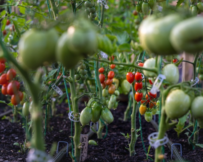 Filiera agroalimentare e sostenibilità: l’infografica Bennet mostra la via per la transizione green