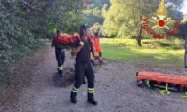 Due persone assalite dai calabroni in Valbasca: i Vigili del fuoco trovano un nido di 4 metri