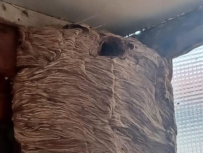 Impressionante nido di vespe a Casnate con Bernate