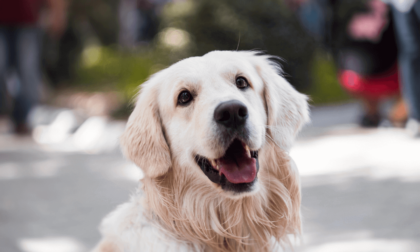 Crocchette Advance per cani: nutrizione di alta qualità per il tuo amico a quattro zampe