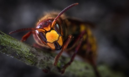 Assalito dalle vespe, viene colpito da un malore: grave uomo di 61 anni