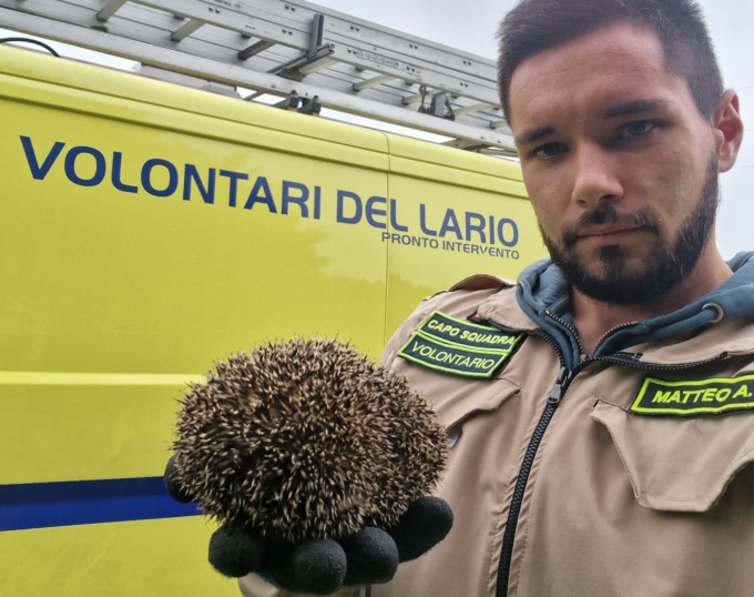 Riccio incastrato nel tubo di cemento: i bambini chiamano i Volontari del Lario che lo salvano