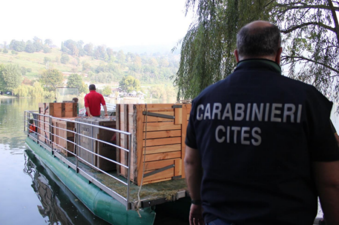 canguri Isola del Cipressi, Carabinieri