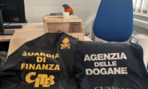 Eroina, cocaina e armi nei boschi di Oltrona e Lambrugo: doppio blitz di  Carabinieri e Squadroni Cacciatori - ComoZero