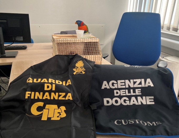 Vuole importare un pappagallo protetto dalla Svizzera: denunciato