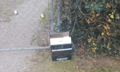 Cucciolata di sette meticci abbandonata in una scatola: appello per adottarli