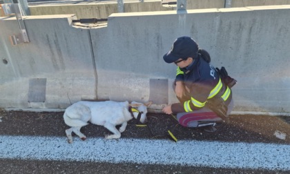 Cagnolina scappa il giorno di Natale, ritrovata dalla Polizia stradale