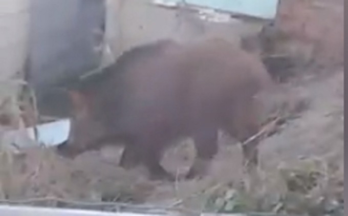 A Grandate avvistato un cinghiale che scorrazza tra gli orti