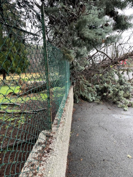 Maltempo, pianta caduta sulla strada statale