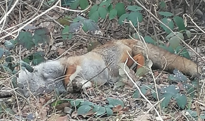 Volpe morta a bordo strada: sospetto avvelenamento