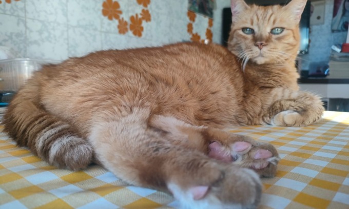 Festa del gatto: inviateci le foto dei vostri amati mici