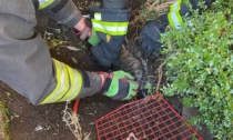 Gatto incastrato in un tubo salvato dai Vigili del fuoco