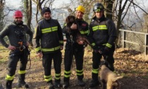 Cani cadono da una scarpata di sei metri, salvati dai Vigili del fuoco