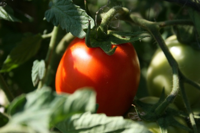 In regalo con i nostri giornali il pomodoro nano Rio Grande