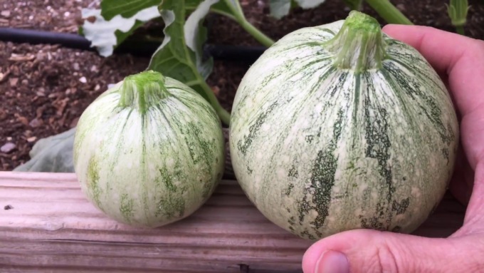 Da oggi in edicola con il Giornale di Cantù, Erba e Olgiate lo zucchino tondo di Nizza
