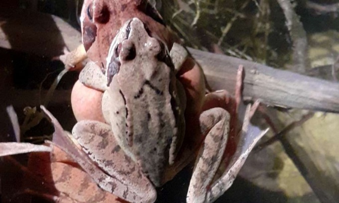 Parco delle Groane: i rospi Bufo Bufo sono al sicuro