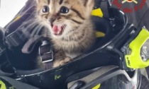 Gattina nel vano motore salvata dai Vigili del fuoco