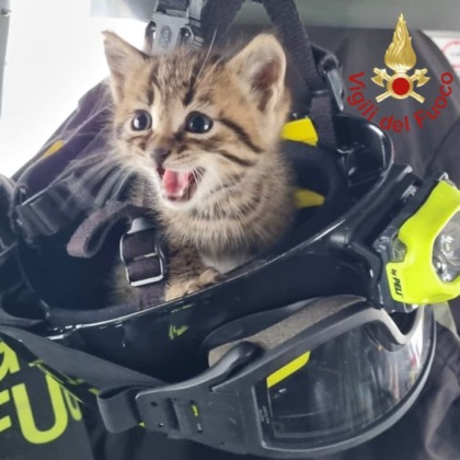 Gattina nel vano motore salvata dai Vigili del fuoco