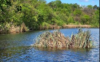 Sorpresa: nel lago di Montorfano spunta… un’isola
