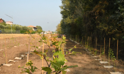 Progetto Bioclima, cento alberi nel parco regionale Spina Verde