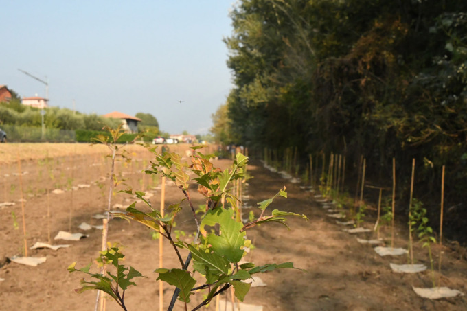 Progetto Bioclima, cento alberi nel parco regionale Spina Verde